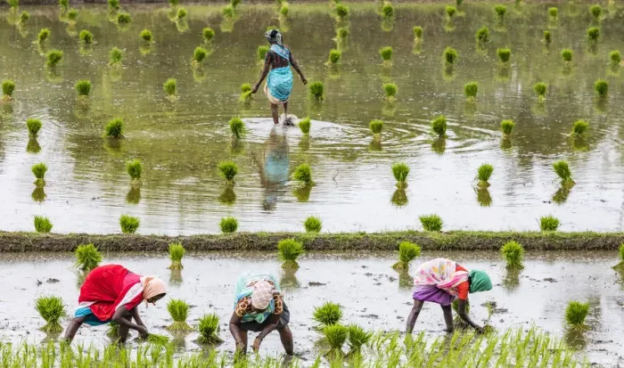 Framed Print : Planting rice in a paddy field near Kunnavakkam in Tamil Nadu, India