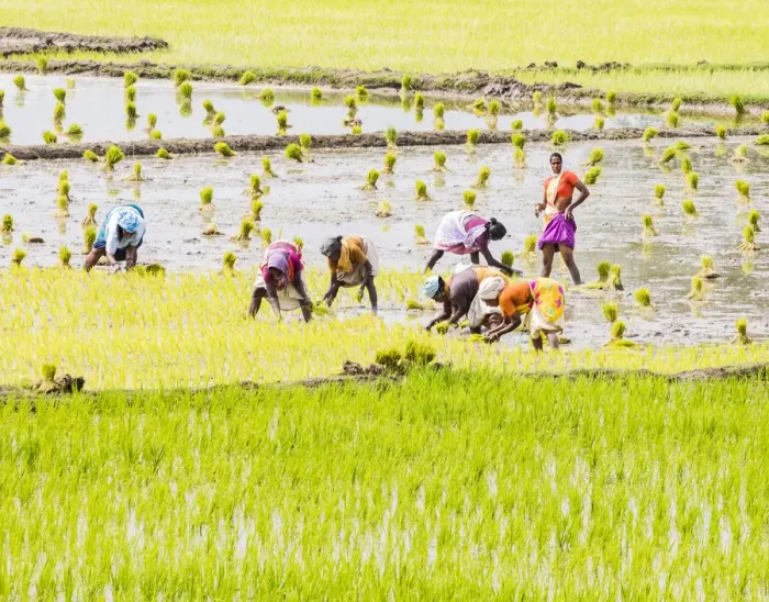 Framed Print : Planting rice in a paddy field near Kunnavakkam in Tamil Nadu, India