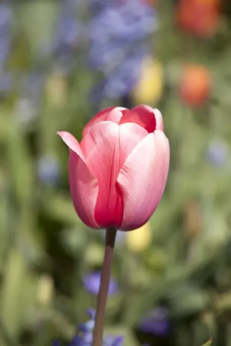 Framed Print : A single tulip at Keukenhof Gardens, Netherlands Framed Print : A single tulip at Keukenhof Gardens, Netherlands