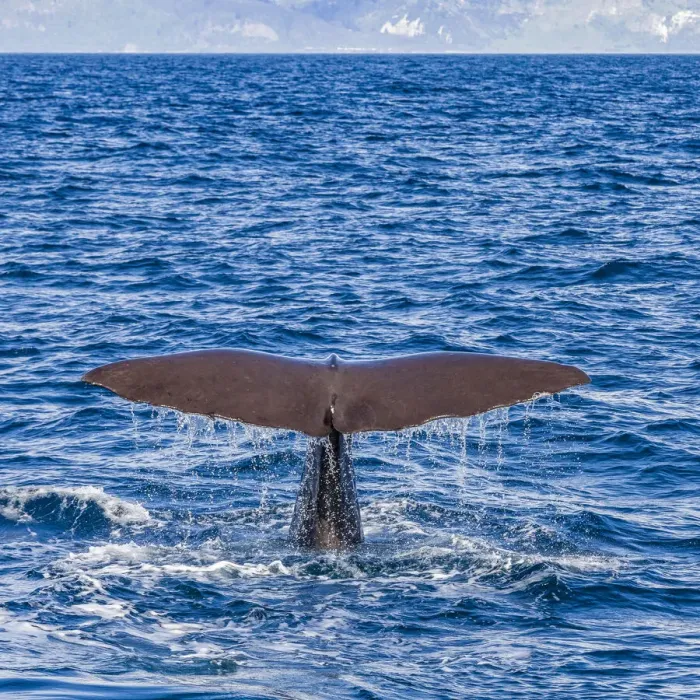 Framed Print : A sperm whale diving at Kaikoura in Canterbury, New Zealand Framed Print : A sperm whale diving at Kaikoura in Canterbury, New Zealand
