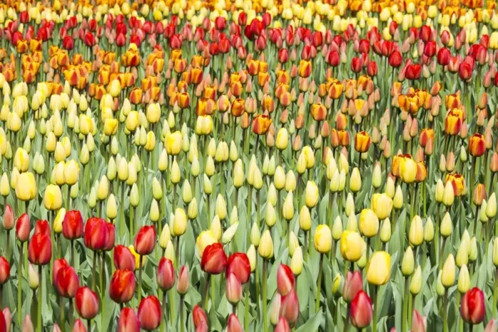 Framed Print : Spring flowers at Keukenhof Gardens, Netherlands Framed Print : Spring flowers at Keukenhof Gardens, Netherlands