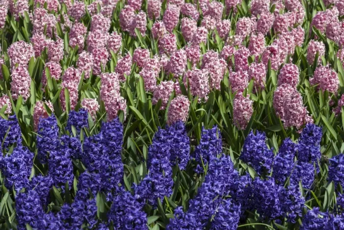 Framed Print : Spring flowers at Keukenhof Gardens, Netherlands