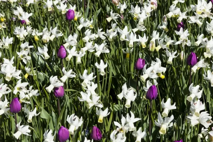 Framed Print : Spring flowers at Keukenhof Gardens, Netherlands