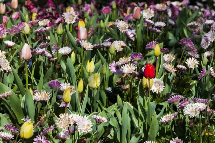 Framed Print : Spring flowers at Keukenhof Gardens, Netherlands