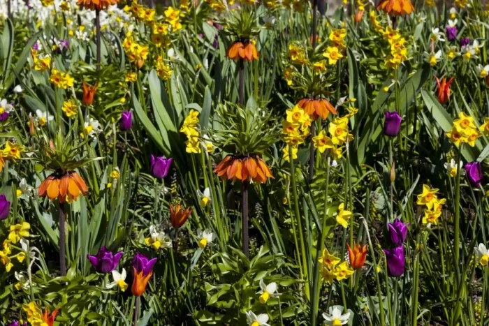 Framed Print : Spring flowers at Keukenhof Gardens, Netherlands