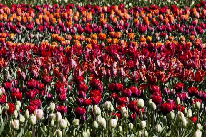 Framed Print : Spring flowers at Keukenhof Gardens, Netherlands