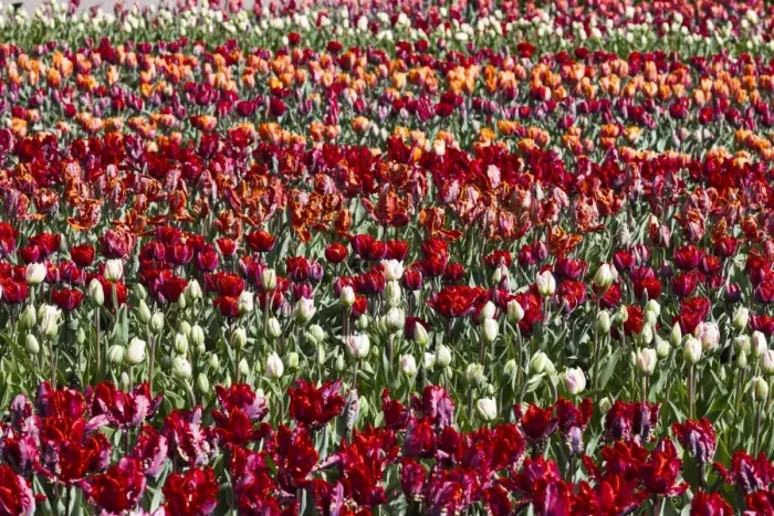 Framed Print : Spring flowers at Keukenhof Gardens, Netherlands Framed Print : Spring flowers at Keukenhof Gardens, Netherlands