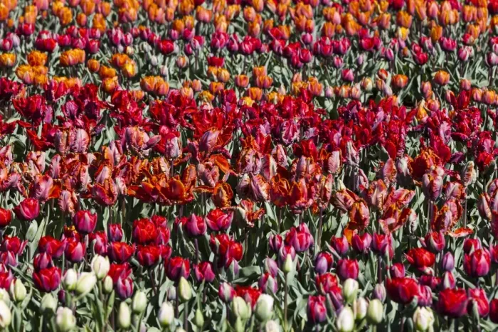 Framed Print : Spring flowers at Keukenhof Gardens, Netherlands