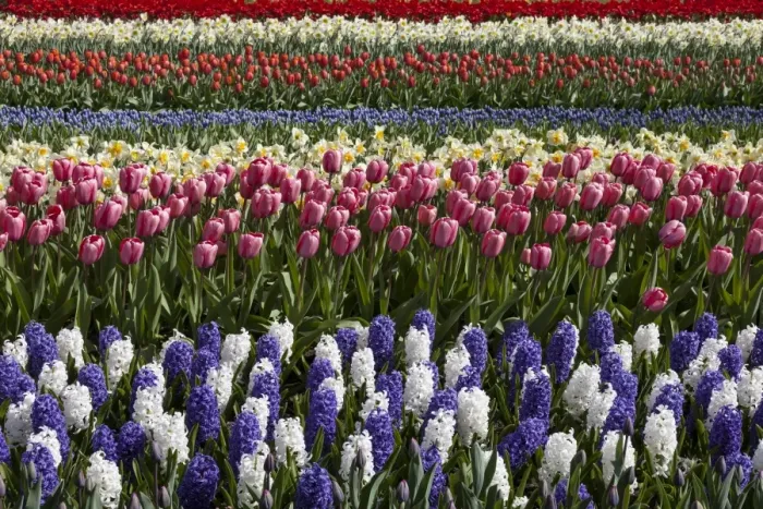 Framed Print : Spring flowers at Keukenhof Gardens, Netherlands