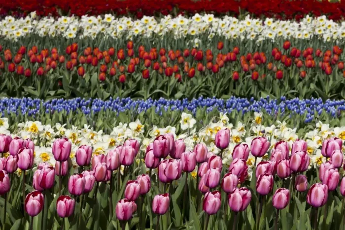 Framed Print : Spring flowers at Keukenhof Gardens, Netherlands Framed Print : Spring flowers at Keukenhof Gardens, Netherlands