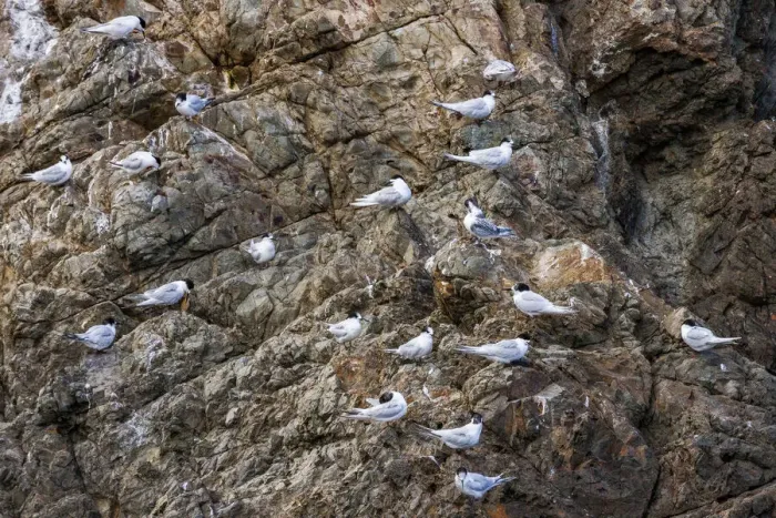 Framed Print : White-fronted terns at Kaikoura in Canterbury, New Zealand