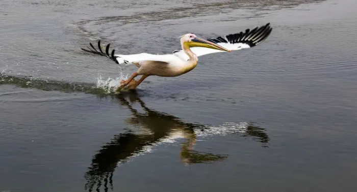 Framed Print : A white pelican taking off at Walvis Bay, Namibia