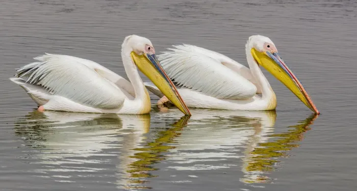 Framed Print : White pelicans at Walvis Bay, Namibia