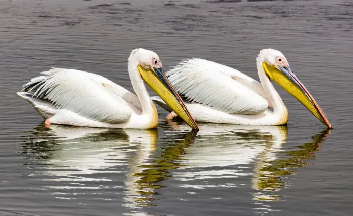 Framed Print : White pelicans at Walvis Bay, Namibia