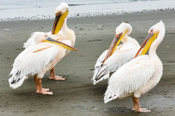 Framed Print : White pelicans at Walvis Bay, Namibia