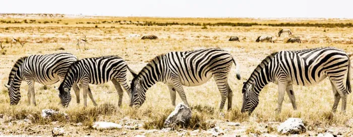 Framed Print : Zebras in Etosha National Park, Namibia