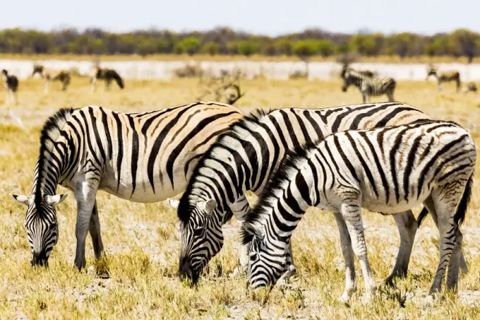 Framed Print : Zebras in Etosha National Park, Namibia