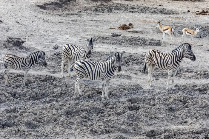 Framed Print : Zebras in Etosha National Park, Namibia