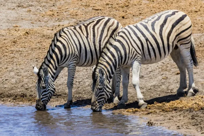 Framed Print : Zebras at a waterhole in Etosha National Park, Namibia Framed Print : Zebras at a waterhole in Etosha National Park, Namibia