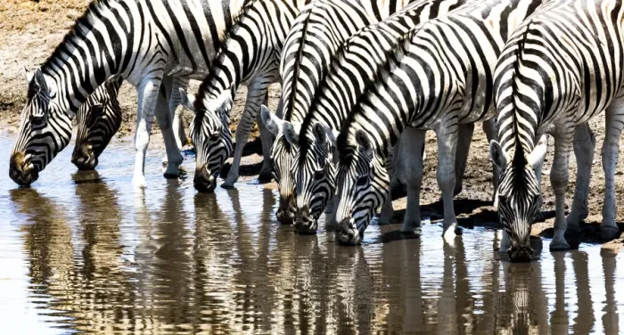 Framed Print : Zebras at a waterhole in Etosha National Park, Namibia Framed Print : Zebras at a waterhole in Etosha National Park, Namibia