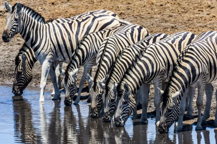 Framed Print : Zebras at a waterhole in Etosha National Park, Namibia Framed Print : Zebras at a waterhole in Etosha National Park, Namibia