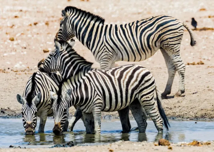 Framed Print : Zebras at a waterhole in Etosha National Park, Namibia Framed Print : Zebras at a waterhole in Etosha National Park, Namibia