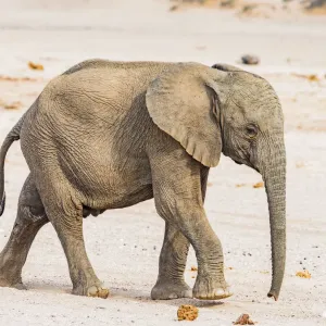 A baby desert elephant in Damaraland, Namibia