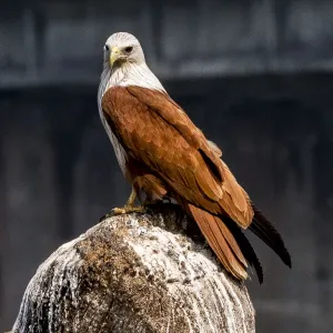 A brahminy kite at Kollam in Kerala, India