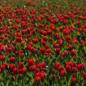 Bulbfields at Sassenheim, Netherlands