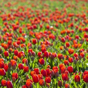 Bulbfields at Sassenheim, Netherlands