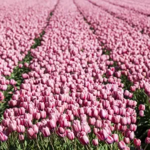 Bulbfields at Sassenheim, Netherlands