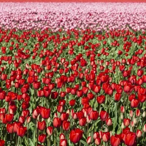 Bulbfields at Sassenheim, Netherlands