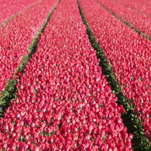 Bulbfields at Sassenheim, Netherlands