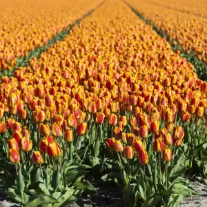 Bulbfields at Sassenheim, Netherlands