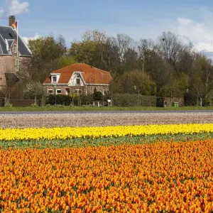 Bulbfields at Sassenheim, Netherlands