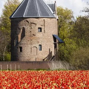 Bulbfields at Sassenheim, Netherlands