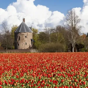 Bulbfields at Sassenheim, Netherlands