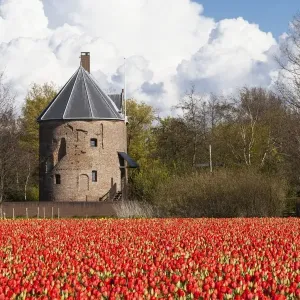 Bulbfields at Sassenheim, Netherlands