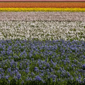 Bulbfields at Sassenheim, Netherlands