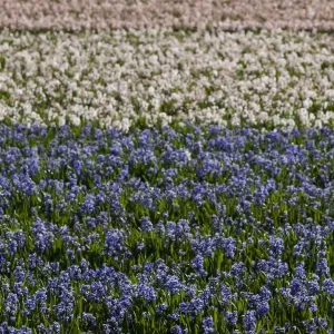Bulbfields at Sassenheim, Netherlands