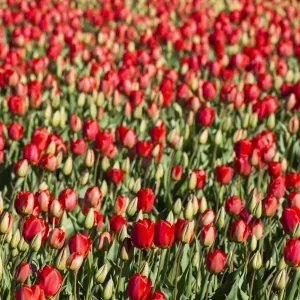 Bulbfields at Sassenheim, Netherlands