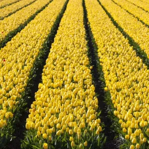 Bulbfields at Sassenheim, Netherlands