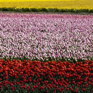 Bulbfields at Voorhoot, Netherlands