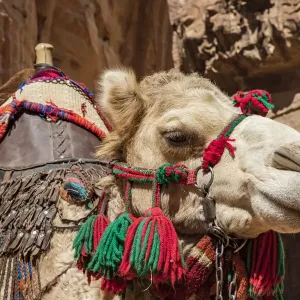 A camel at Petra, Jordan