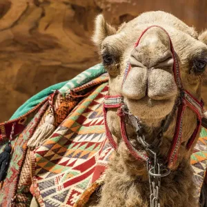 A camel at Petra, Jordan
