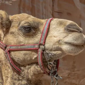 A camel at Petra, Jordan