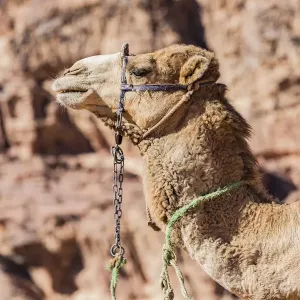 A camel at Wadi Rum, Jordan