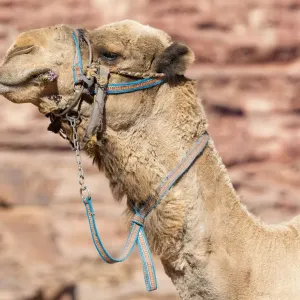 A camel at Wadi Rum, Jordan