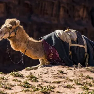 A camel at Wadi Rum, Jordan