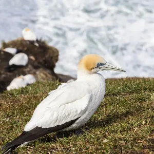 A cape gannet at Muriwai in Northland, New Zealand